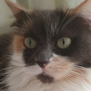 Emily Velorum's profile