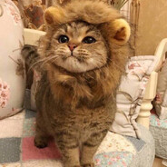 Panthera Leo's profile