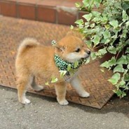 Scarlet-JP's profile