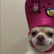 pfoenixbesen577's profile