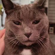 BalleFrank's profile