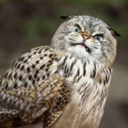 Zombiiekitty's profile