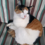 ~Nebula_Rose~'s profile